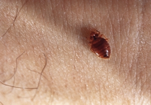 Bed Bugs St. Louis