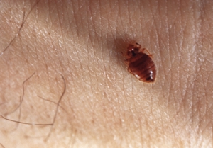 Bed Bugs Treatment