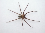 Brown Recluse