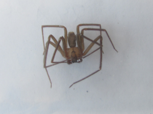 Brown Recluse Spider