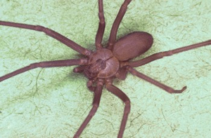 Brown Recluse Spider