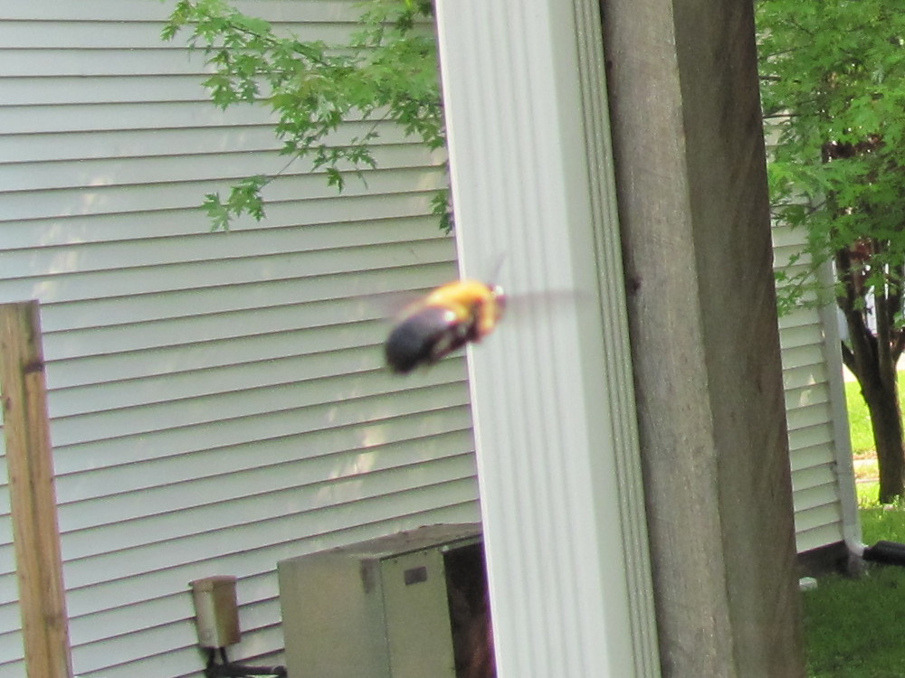 large carpenter or wood bee