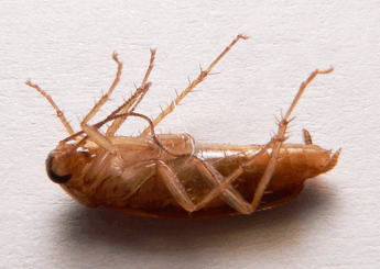 saint louis pest control