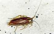 cockroach control