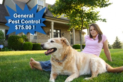 Pest Control Services