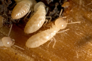 Subterranean termite