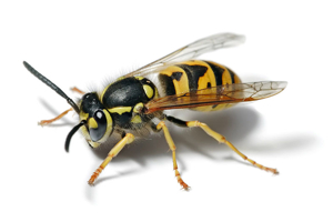 German Yellowjacket